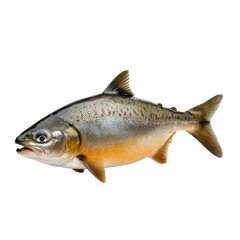 Fototapeta premium trout on white background
