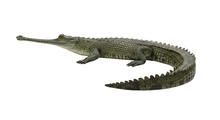 Naklejka premium Gharial Crocodile Profile View Detailed Scaly Skin and Long Snout