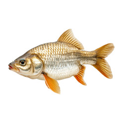 Detailed Close-up of a Realistic Fish Illustrating Natural Scales and Fins in a Freshwater Setting transparent background, png