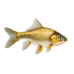 Freshwater fish swimming gracefully in clear water showcasing vibrant scales and unique fin structure in natural habitat transparent background, png