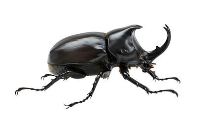 Glossy Black Rhinoceros Beetle with Prominent Horns and Spiked Legs