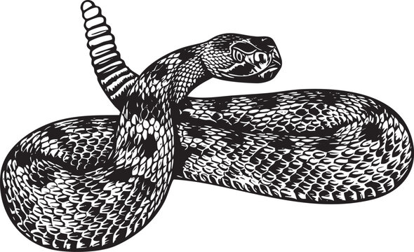 black and white snake coiled, ready to strike clip art preview