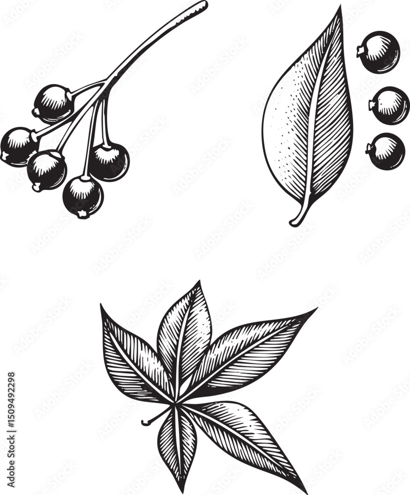 Aufkleber branch displays several berries and a single leaf alongside another distinct leaf.