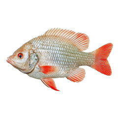 Detailed Illustration of a Colorful Fish with Red and Green Highlights in Natural Habitat Setting transparent background, png
