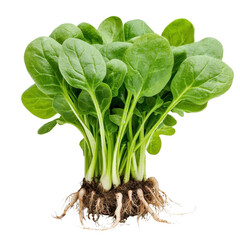 Fresh Green Spinach with Roots Showcasing Organic Farming and Healthy Eating Options for Culinary...