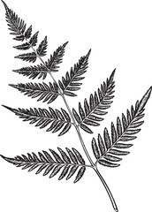 delicate fern frond gracefully extends from a slender stem.