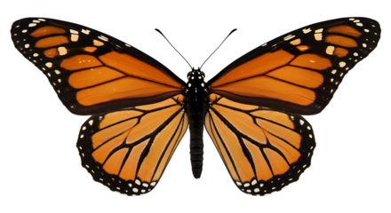Monarch Butterfly with Open Wings Displaying Intricate Orange and Black Patterns