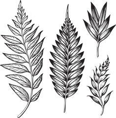 Fototapeta premium Five black and white fern leaves are arranged on a white background.