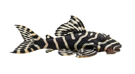 Striking Zebra Pleco Displaying Bold Black and White Striped Pattern