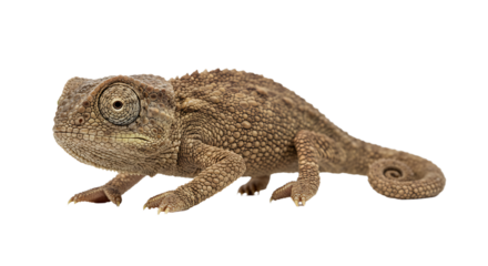 Textured chameleon with spiraled tail detailed scales and focused gaze