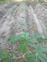 Hand picking up a plant