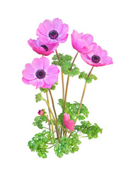 アネモネ　3月撮影