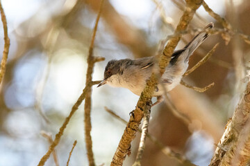 Una preciosa y adolescente Currucas cabecinegra (Sylvia melanocephala)
