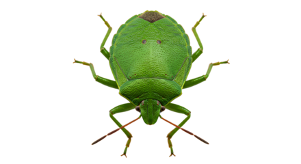 Vivid Green Stink Bug with Brown Markings and Prominent Antennae Frontal View