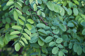 Obraz premium Close-up of fresh green leaves on a branch, showing detailed textures and shapes, perfect for nature, eco, or botanical themes.