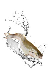 Obraz premium Cutthroat trout fish in water splashes on white background