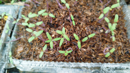 Tomato sprouts in dirt outdoors, top view