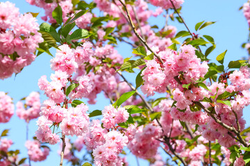 Beautiful blossoming sakura tree branches on sky background, closeup