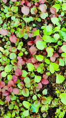 Seedings young plant Amaranthus viridis, Amaranthaceae red and Palmer Amaranth leaves vegetable fresh blooming in garden, nature food background
