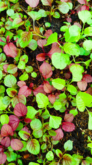 Seedings young plant Amaranthus viridis, Amaranthaceae red and Palmer Amaranth leaves vegetable fresh blooming in garden, nature food background
