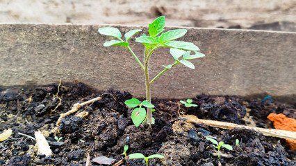 Tomato sprouts in dirt outdoors, top view