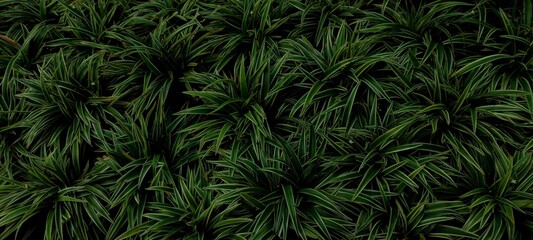 Tropical green leaves on dark background