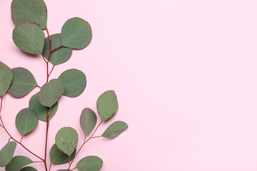 Obraz premium Eucalyptus branch on pink background