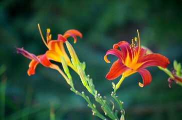 Obraz premium red and yellow lily