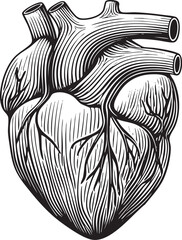detailed stylized of a human heart.