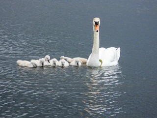 Mute swan family working together to feed the brood of chicks on a rainy afternoon © BillieLafond