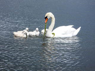 Mute swan family working together to feed the brood of chicks on a rainy afternoon