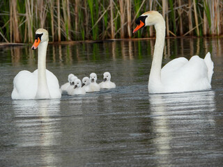 Mute swan family working together to feed the brood of chicks on a rainy afternoon