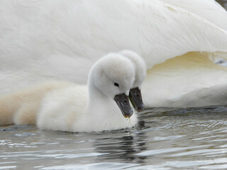 Mute swan babies staying close together under the watchful eye of their parents © BillieLafond