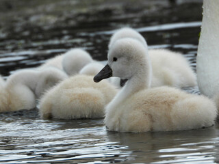 Mute swan babies staying close together under the watchful eye of their parents