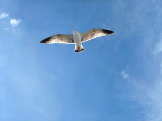 Obraz premium seagull glides effortlessly overhead against backdrop clear blue sky. sunlight highlights its feathers, showcasing its grace in flight above coast. close up.