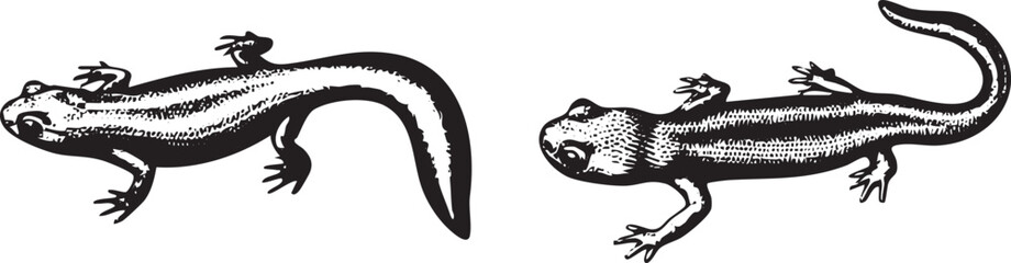 Two salamanders move across a white background.