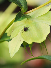Close-up of Fly on Green Hellebore Flower