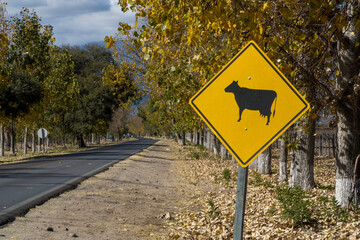 Vacas en el camino