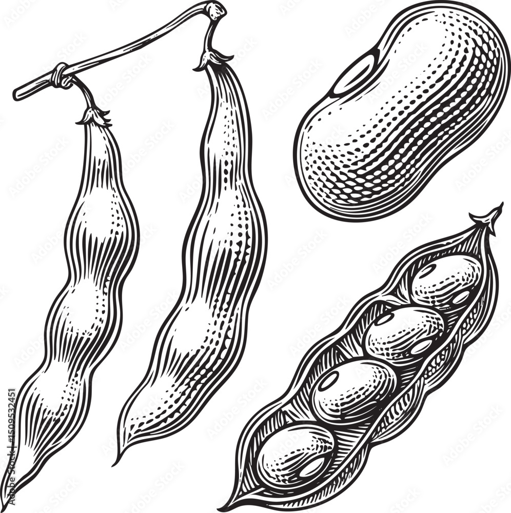 Poster three stylized beans hang from a string showcasing their textured surfaces.