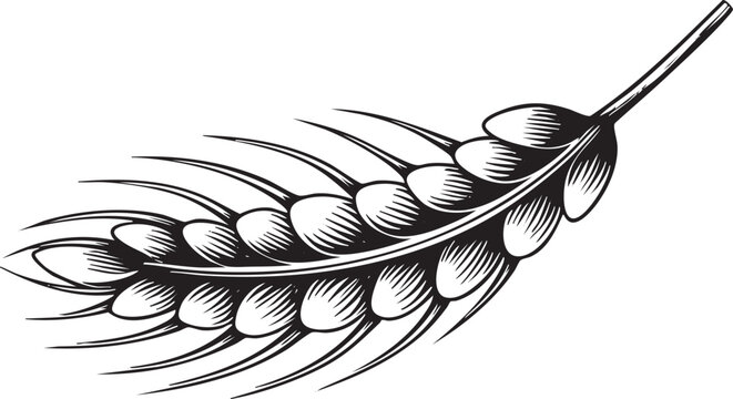 single detailed wheat head displays its many kernels against a stark white background.