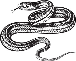 sleek black snake gracefully coils on a white surface.