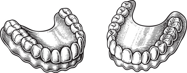 Two detailed black and white illustrations of human teeth reveal intricate dental structures.