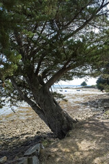 Brittany, Ile d’Arz in the Morbihan gulf, seascape with a big tree on the shore
