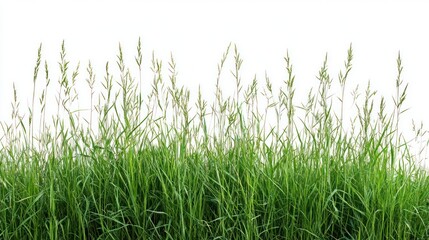 Fototapeta premium Lush green grass border, isolated, nature, spring, background, design element