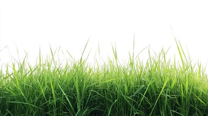 Fototapeta premium Lush green grass border against white background