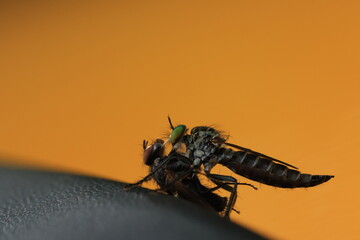 Robber fly and its prey,The name 