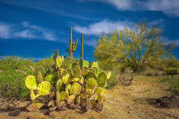 Prickly Pear Cactus in the Sonoran Desert in Arizona.