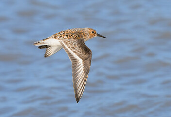 Sanderling (Calidris alba) in breeding plumage flying over ocean migrating from the overwintering place in coastal Texas, Galveston, Texas, USA