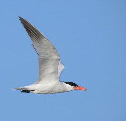 Caspian Tern (Hydroprogne caspia) flying in blue sky, Galveston, Texas, USA.