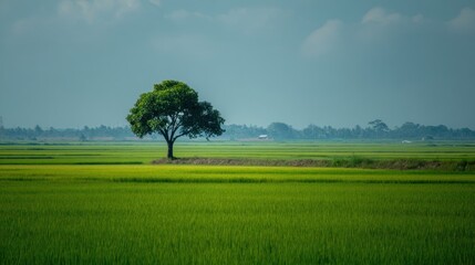 Solitary tree in green field